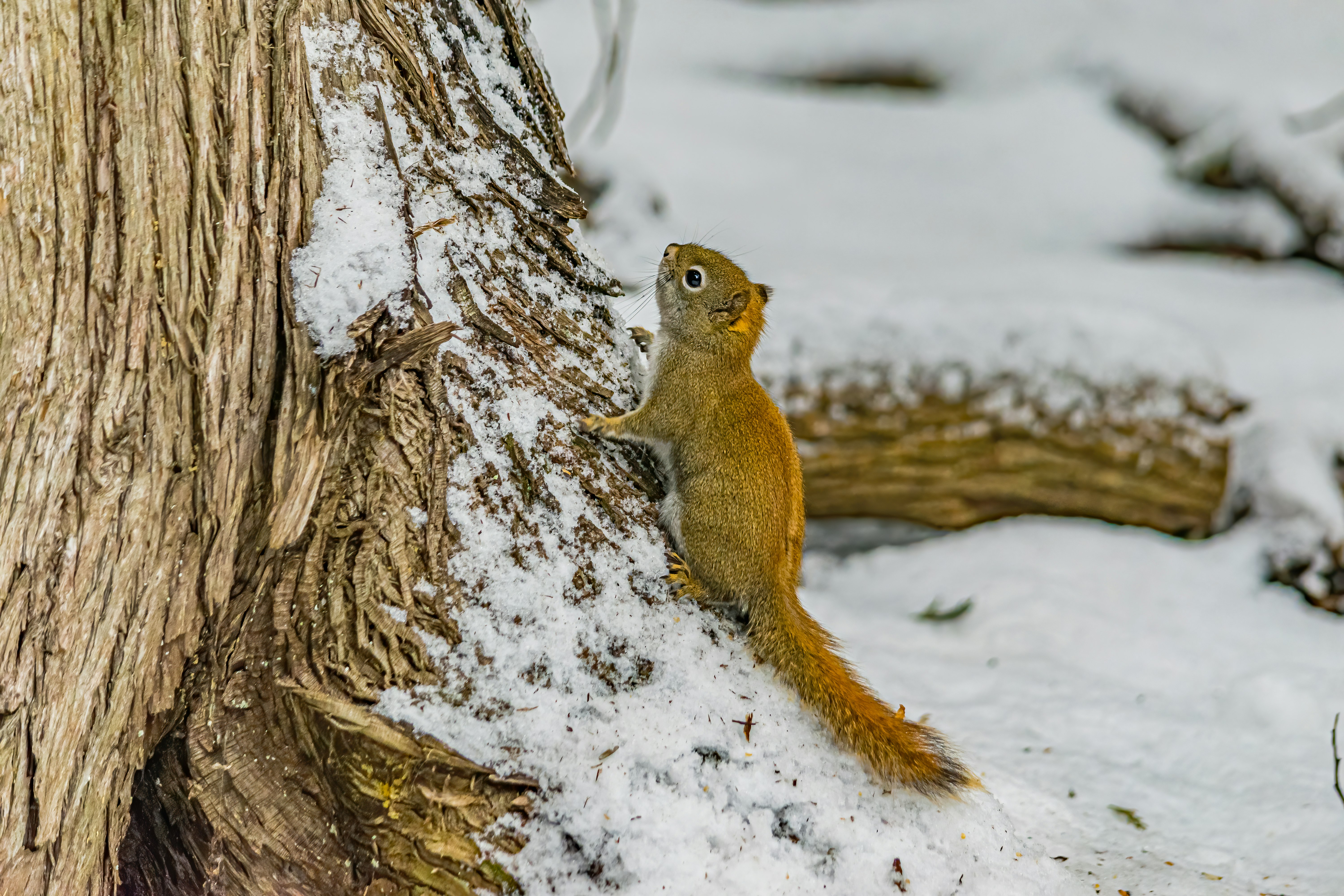 brown squirrel on brown tree branch during daytime